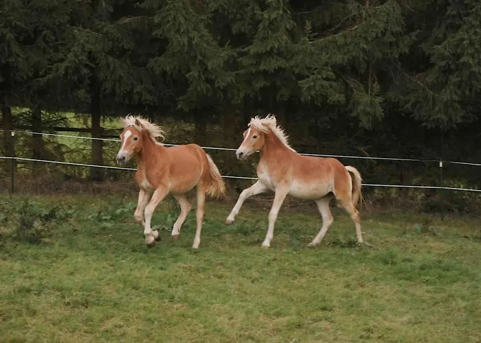 Reet Am Rhein - Obere Hälfte *